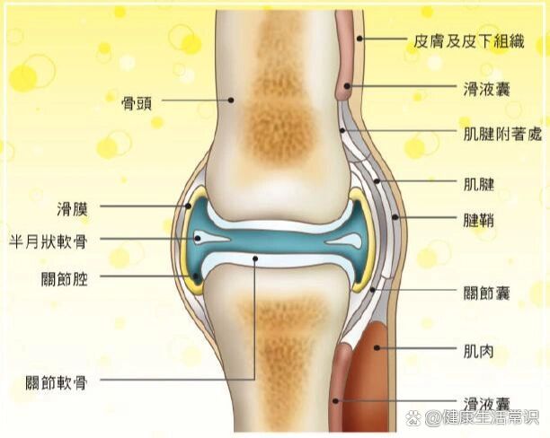 关节腔位置图图片