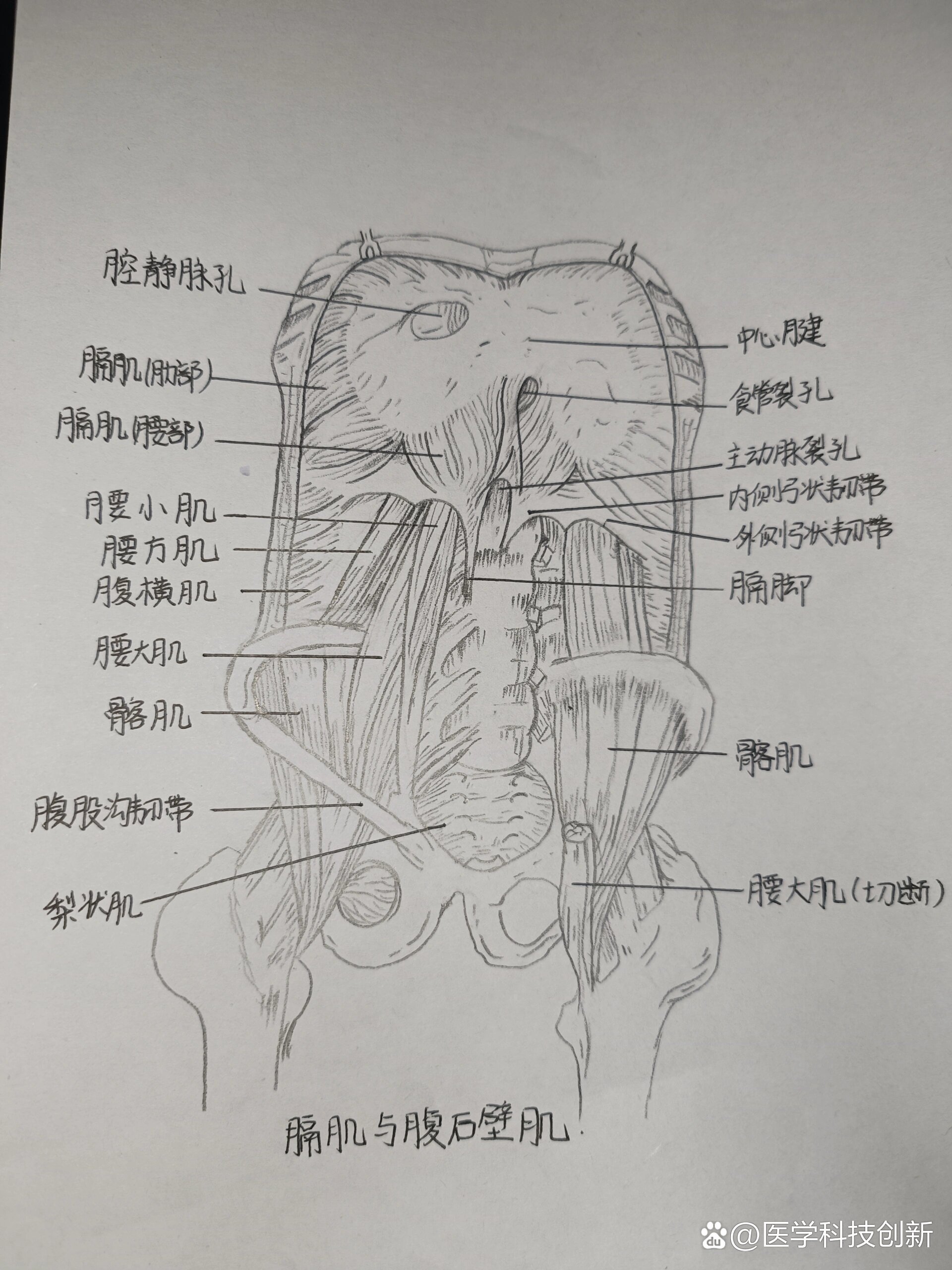 膈肌手绘图片