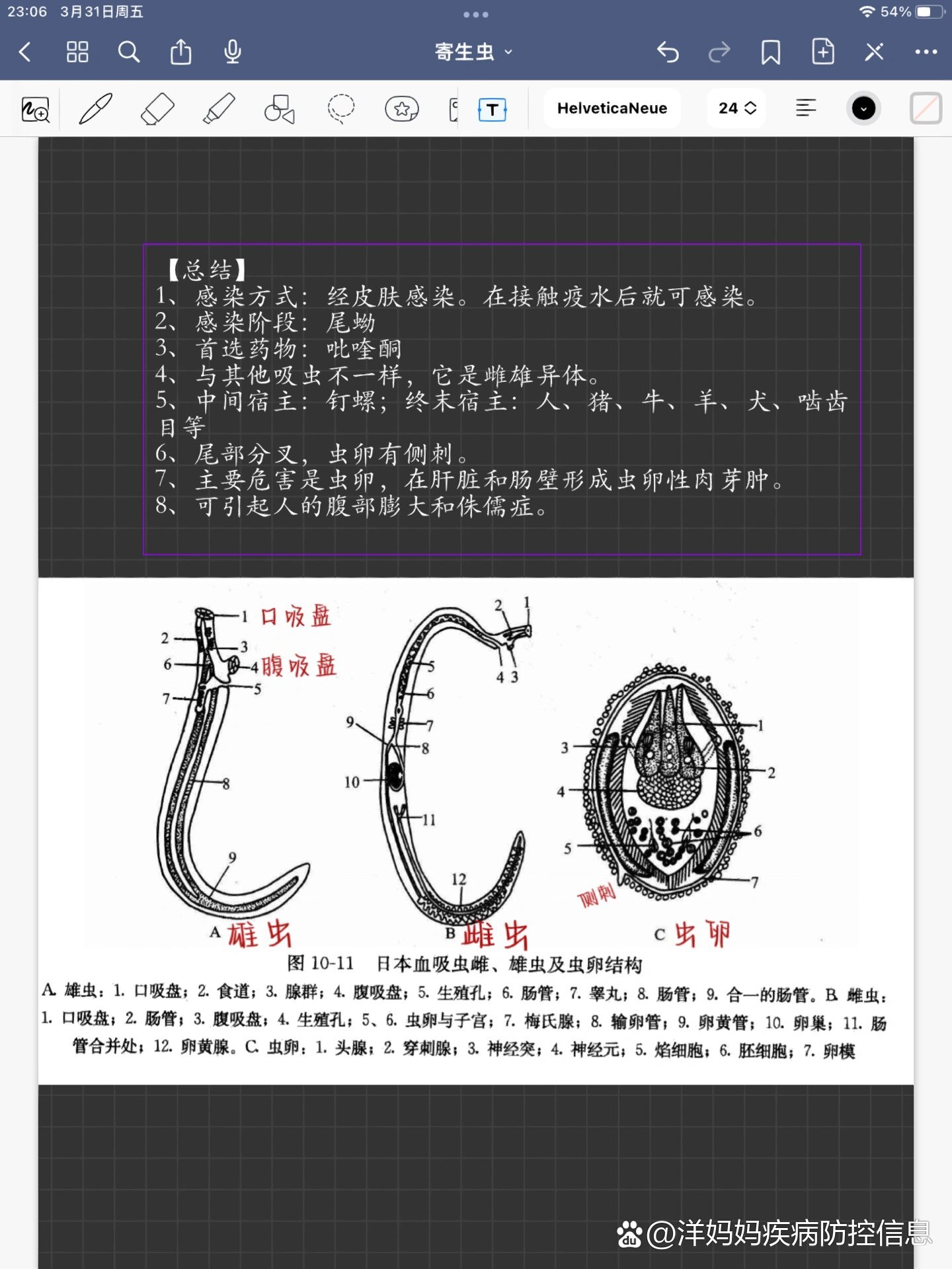 前后盘吸虫结构图片