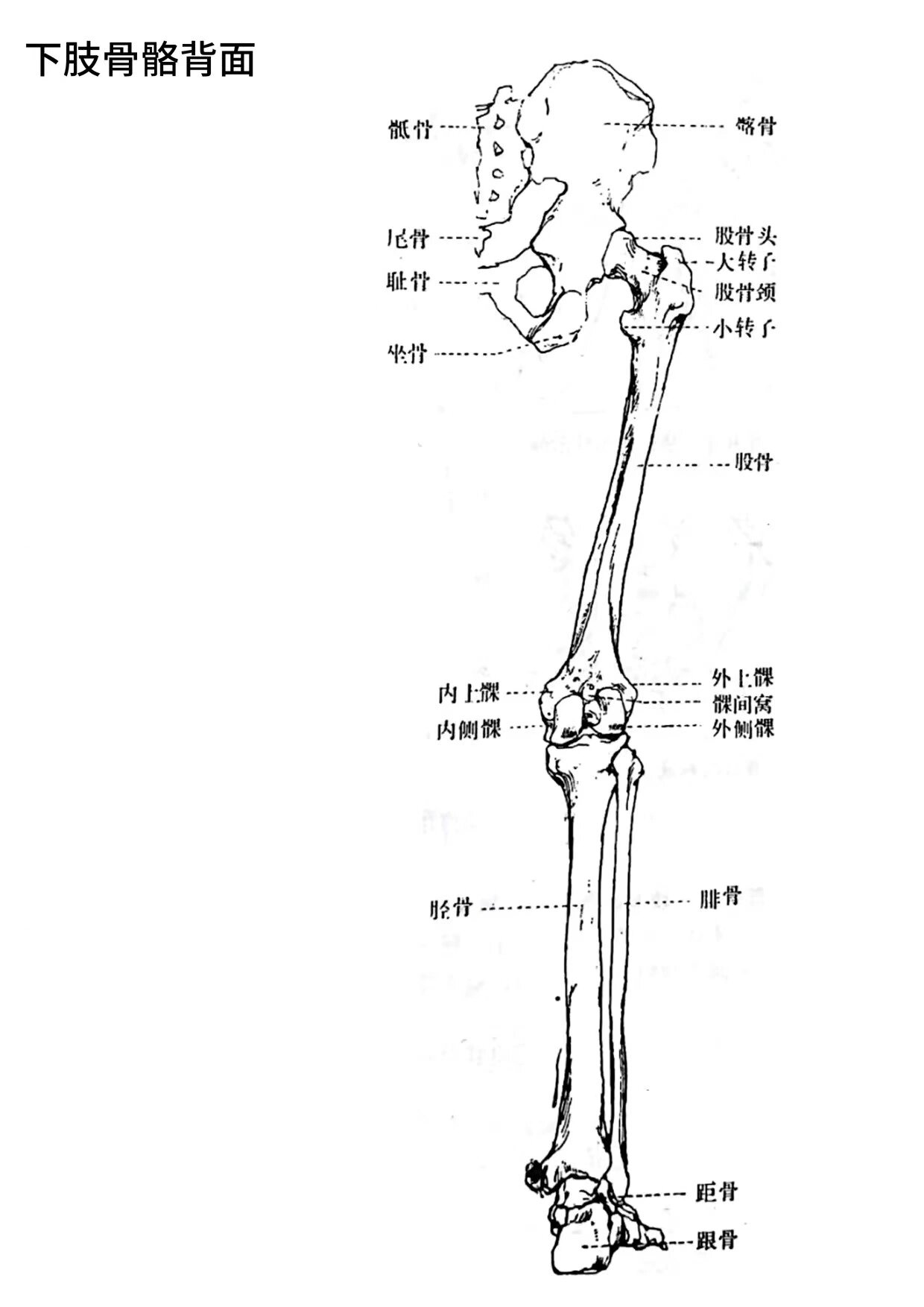 人体解剖下肢骨骼结构图