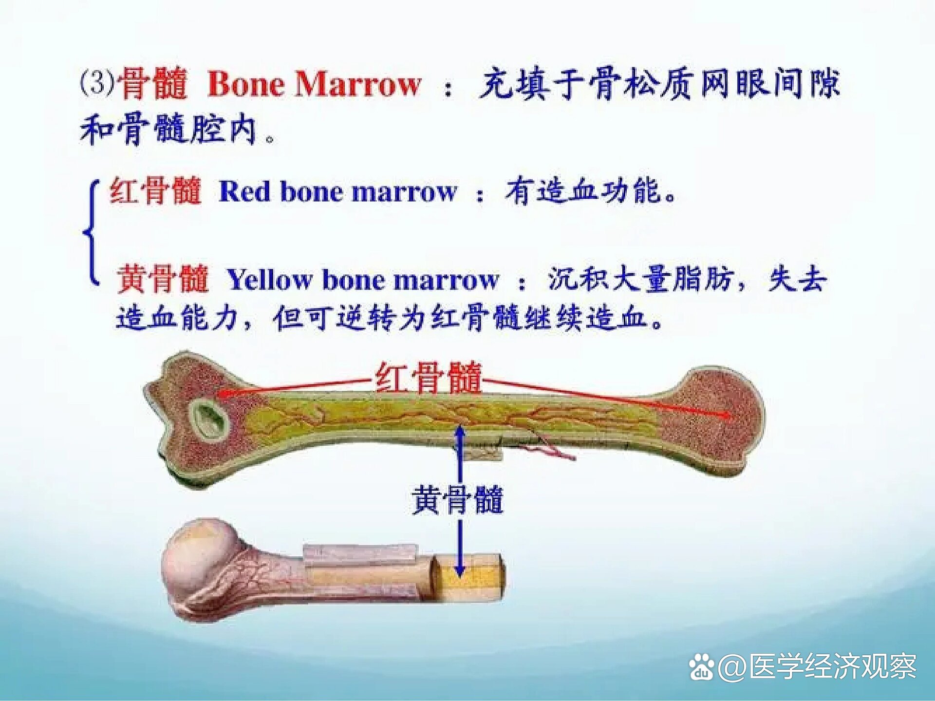 04骨的构造(3)骨髓,霍琨系统解剖