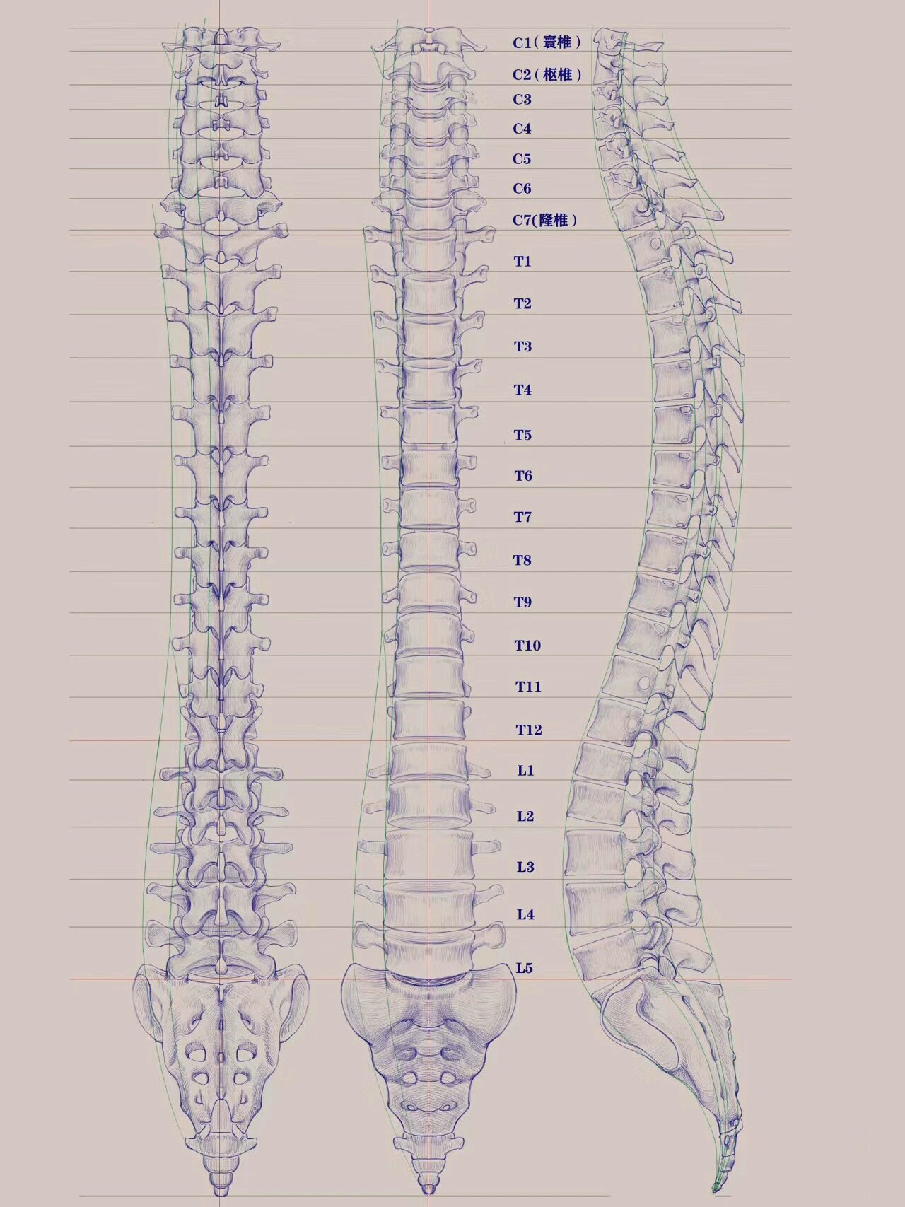 人体脊椎结构图名称图片