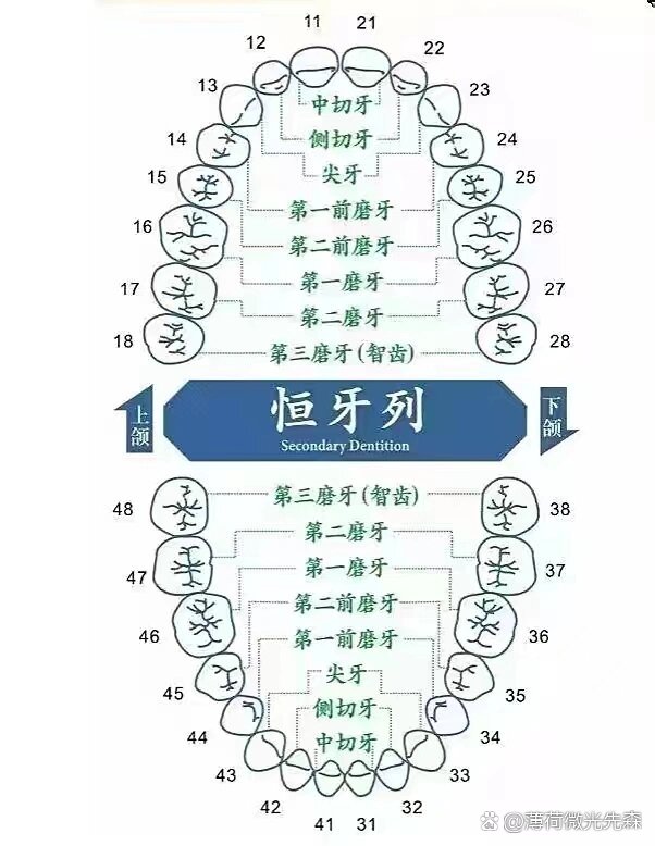 恒牙图片大全图图片