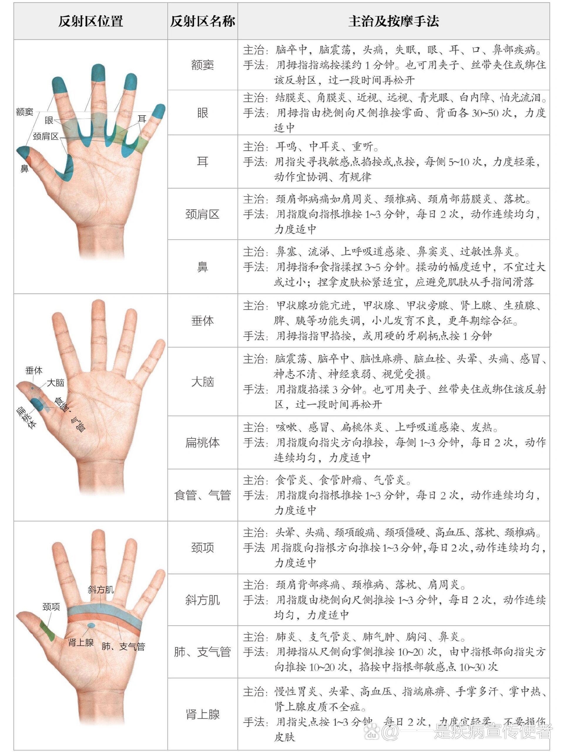 手部反射区图谱