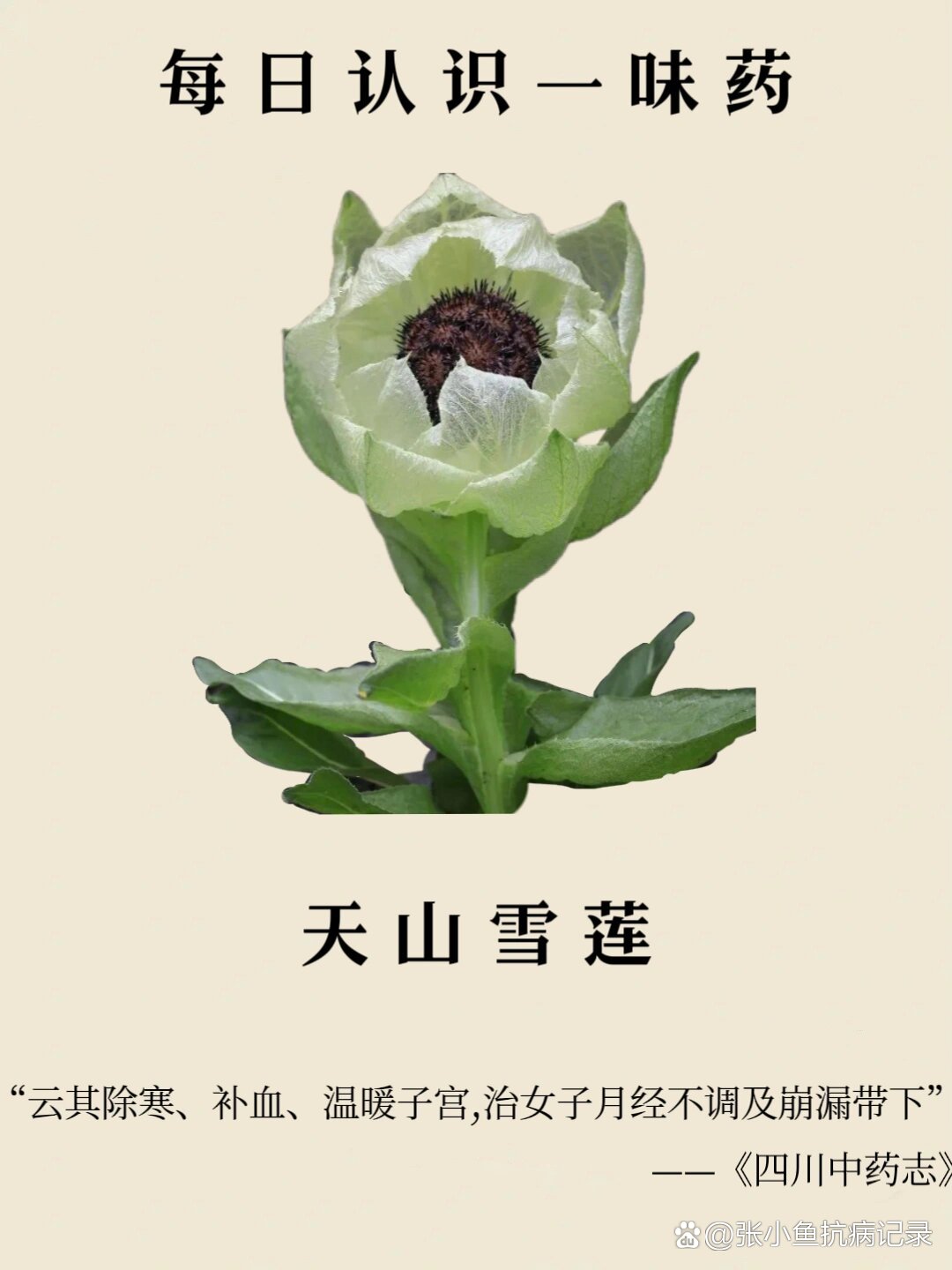 每天认识一味药