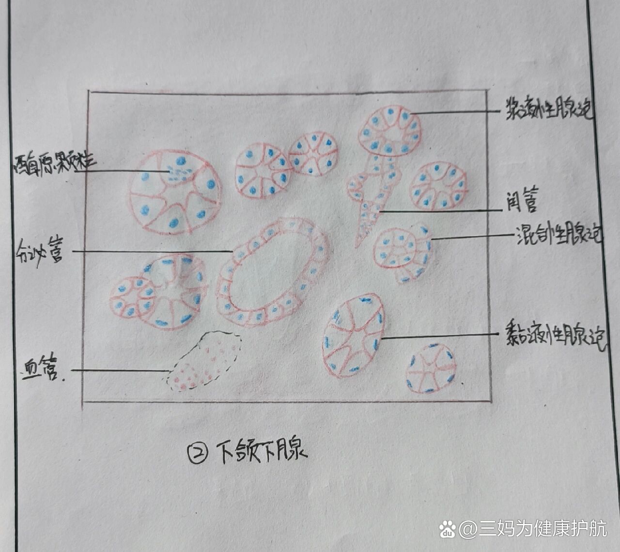 浆液性腺泡手绘图图片