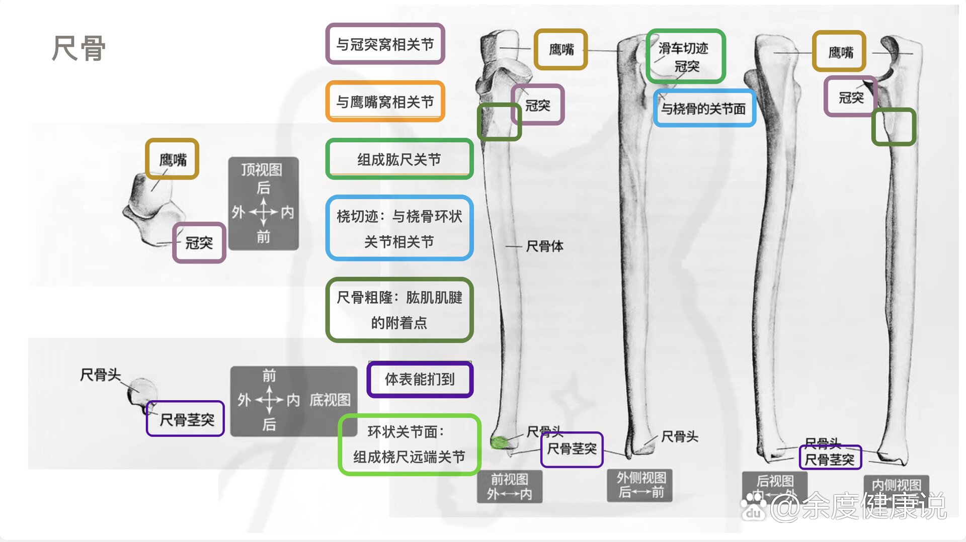 骨性标志定义图片