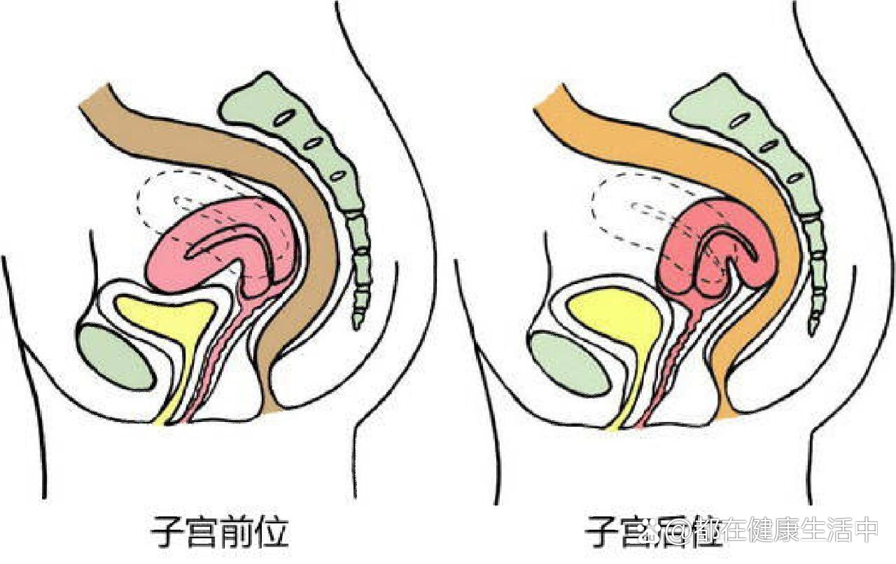 顺产后宫颈图片形状图片