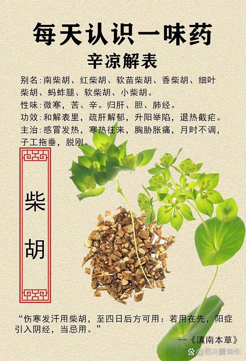 小柴胡有哪些功效与作用？