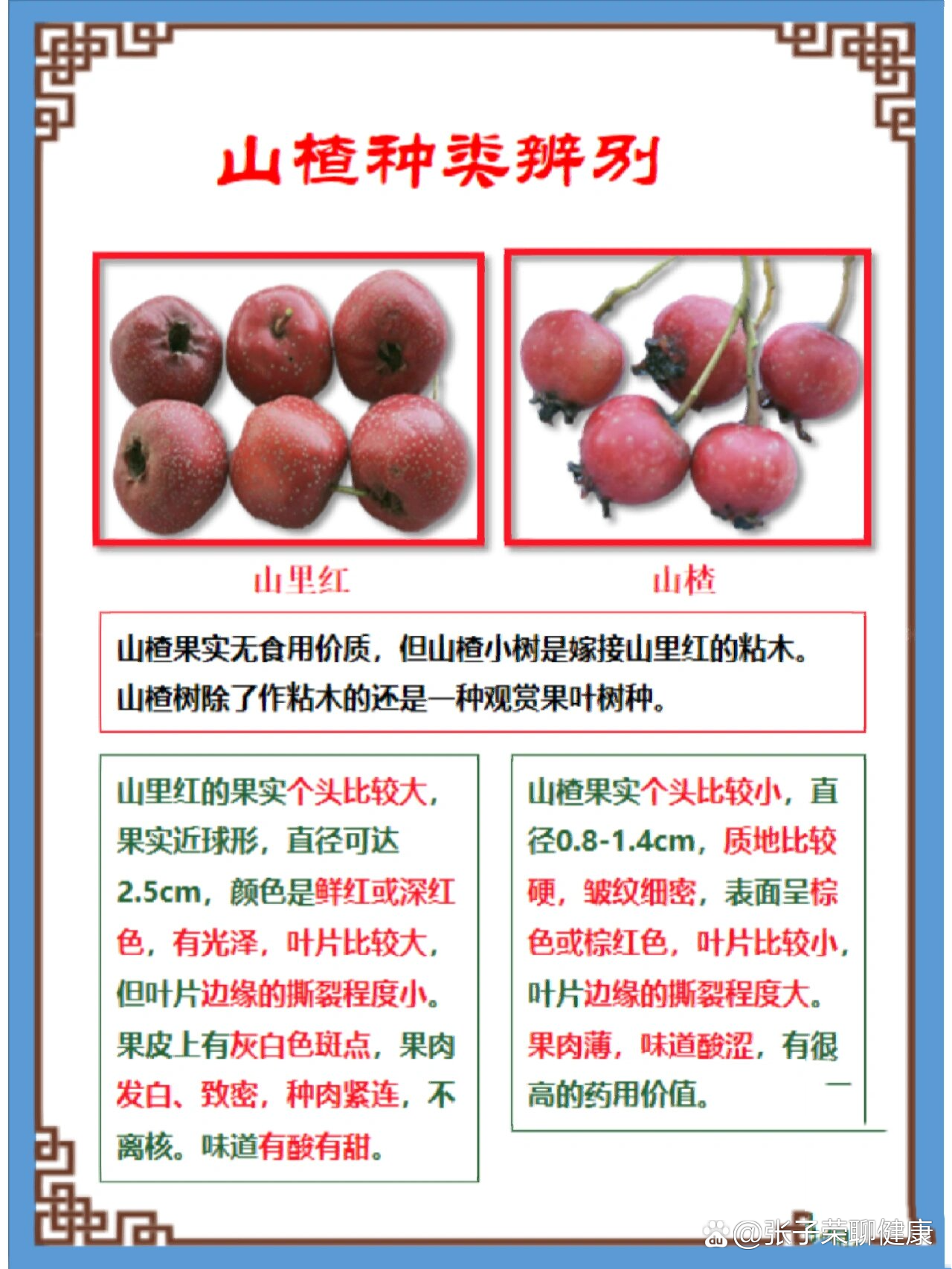 每天学习一味中草药——山楂