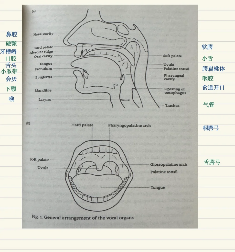 发音器官示意图声带