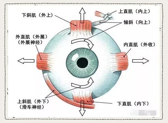 眼科学基础：眼肌解剖与功能详解