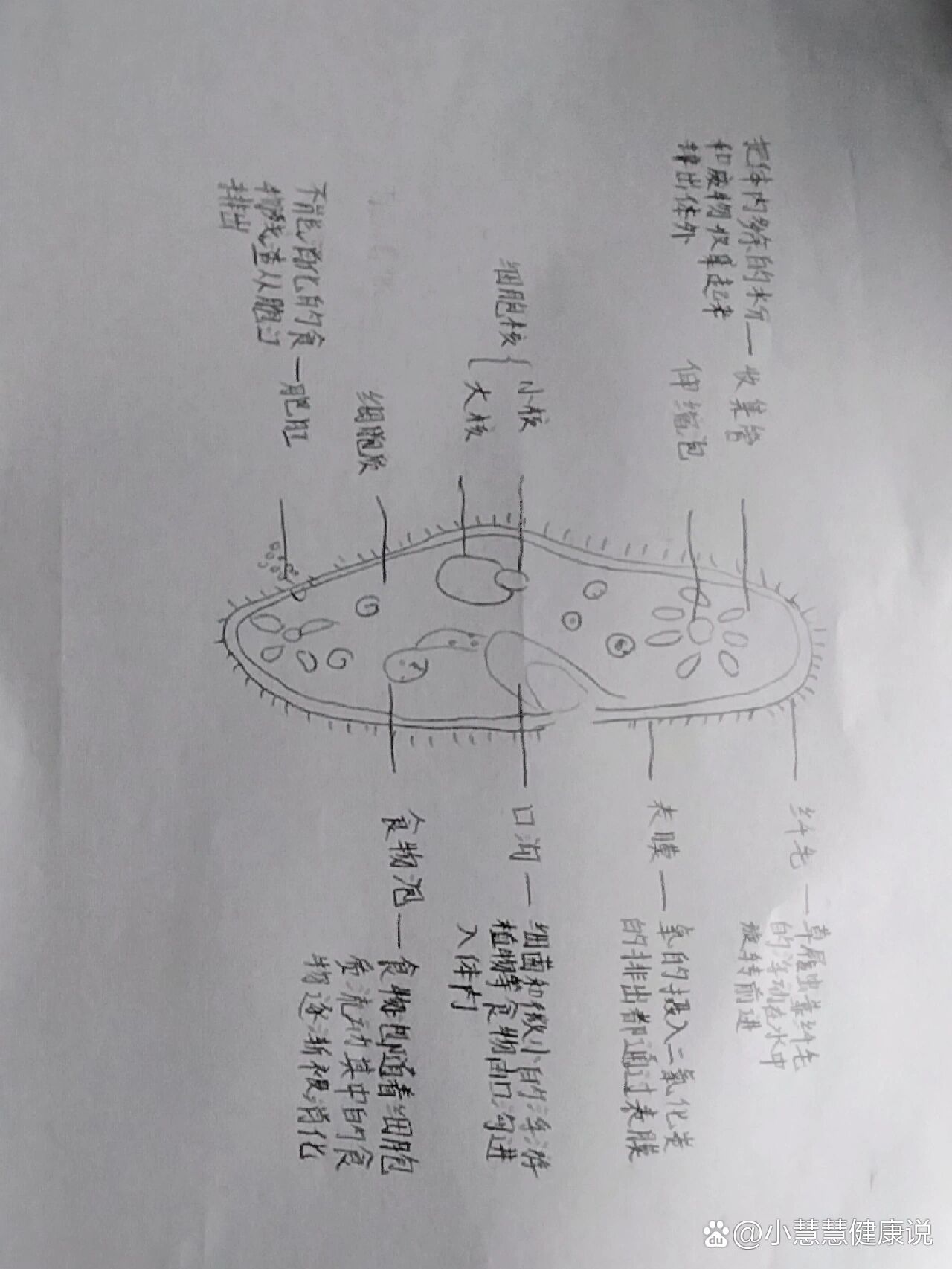 草履虫结构功能图