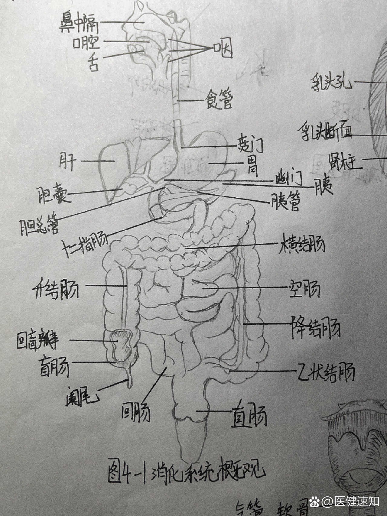 整个胃点胃溃疡手绘图图片