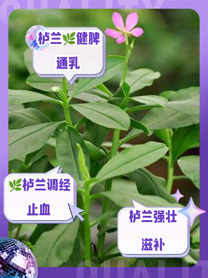 栌兰的功效与作用