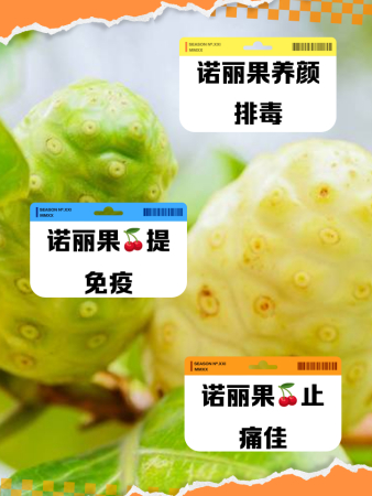 诺丽果的功效和作用