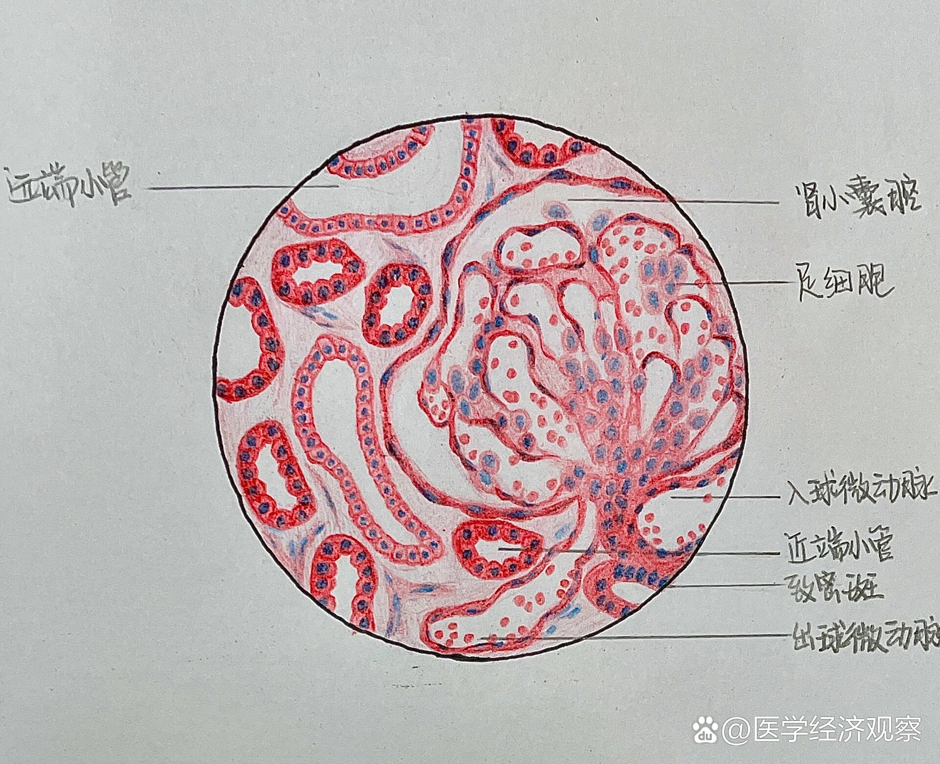 组胚手绘图创意图片