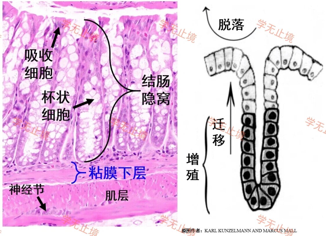 小鼠结肠的组织学结构