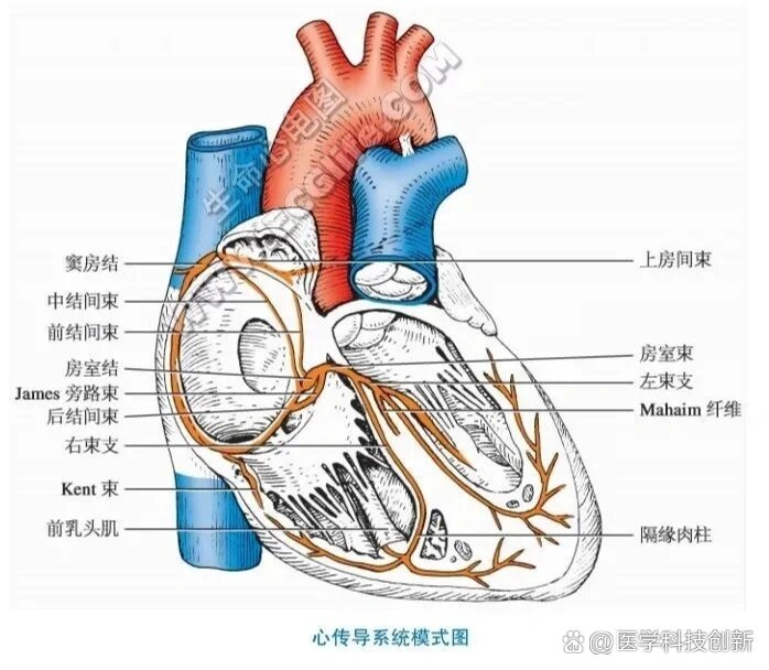 心脏解剖结构简图图片