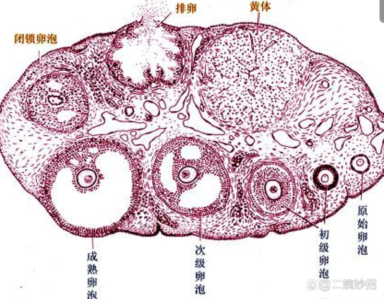 次级卵泡结构图图片