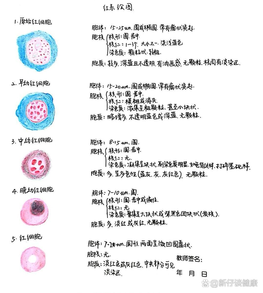 骨穿涂片示意图图片