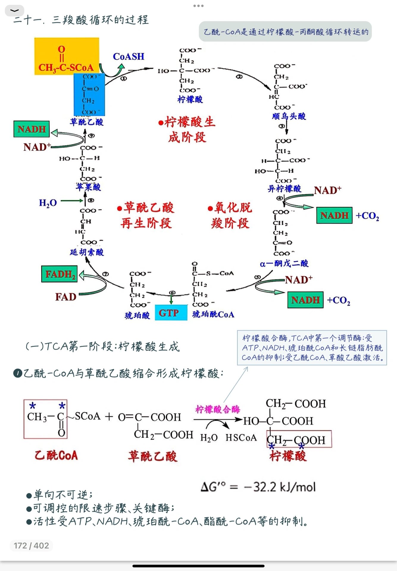 《生物化学》柠檬酸循环