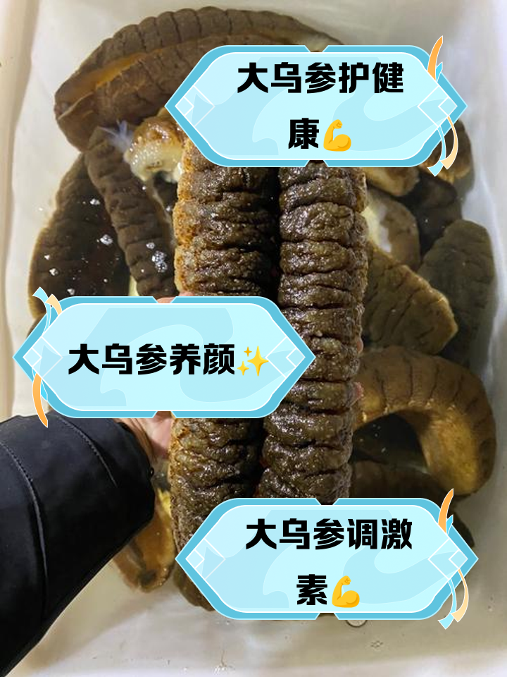 大乌参的营养价值及功效