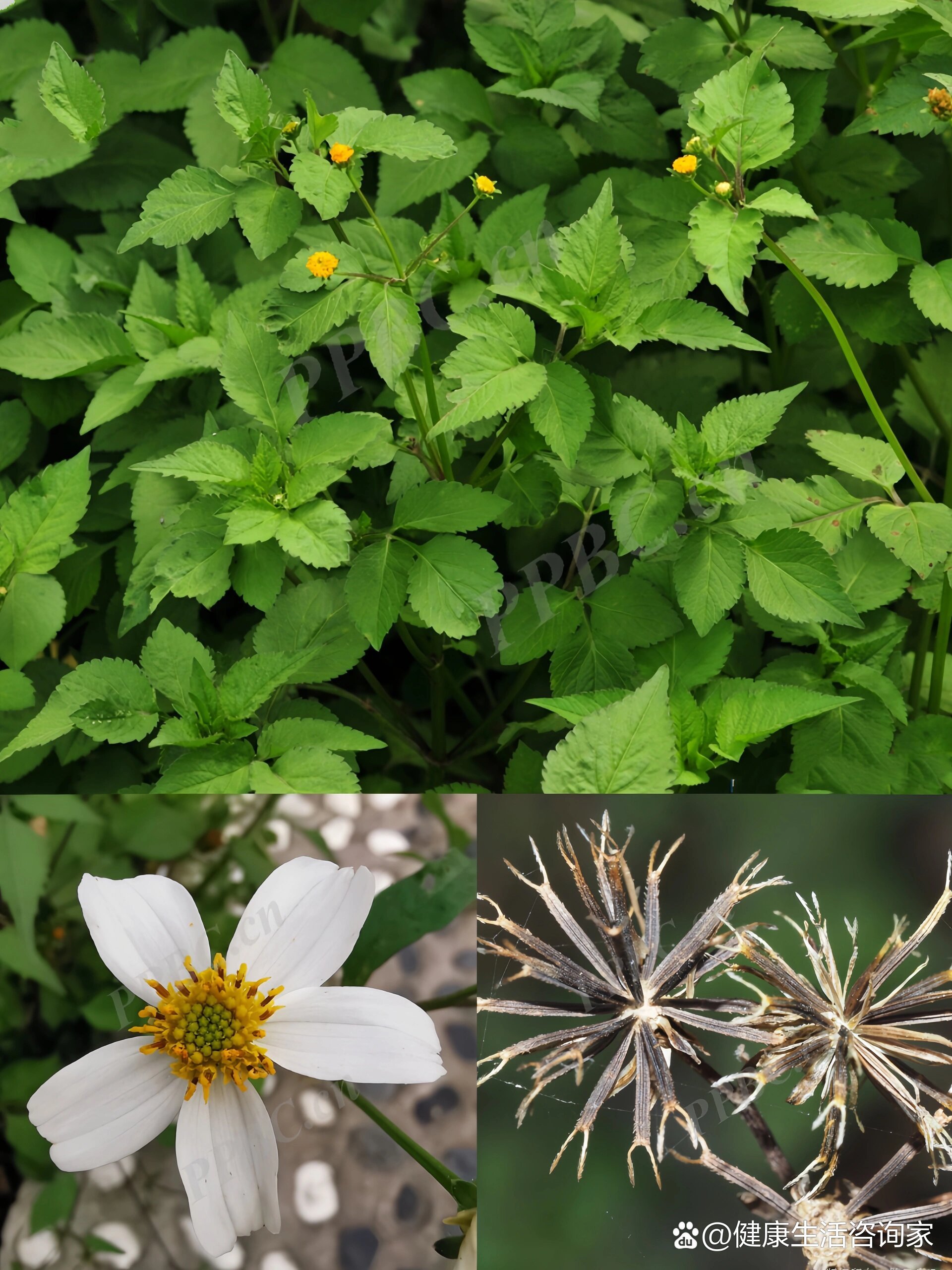 03261野菜|揭秘鬼针草的神奇功效及食用方式!