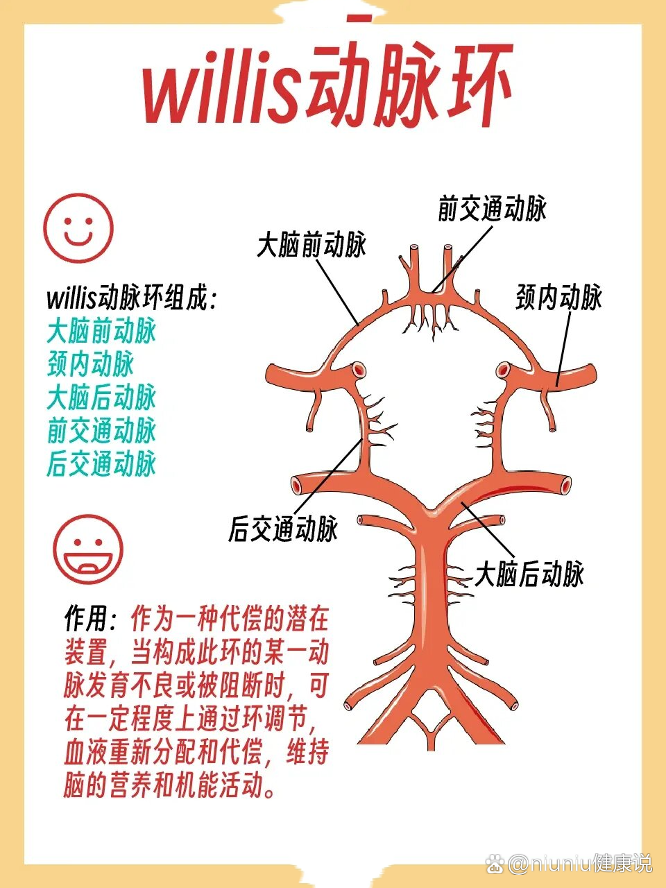 大脑willis环手绘图图片