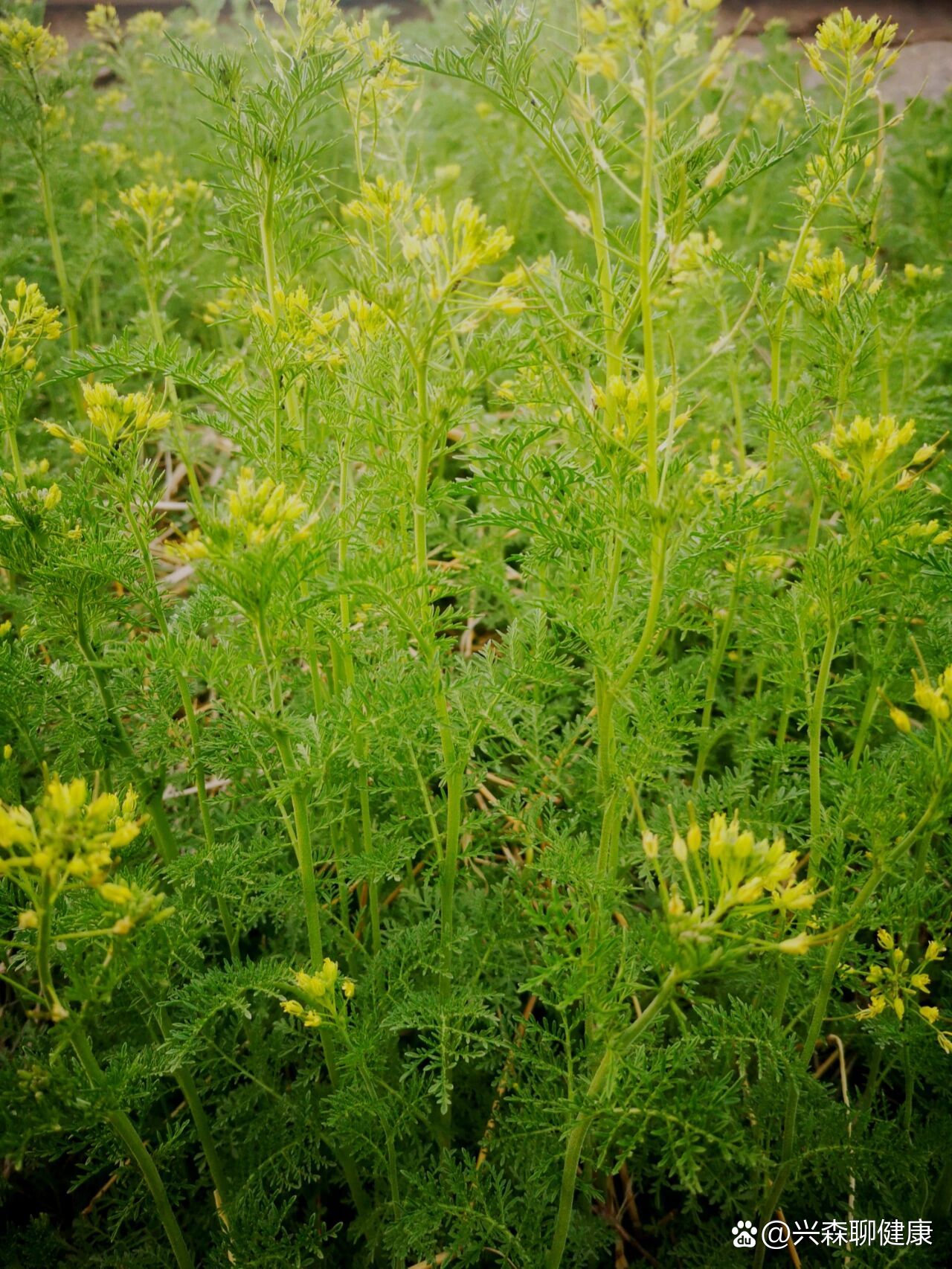 黄花小眼草图片及功效图片