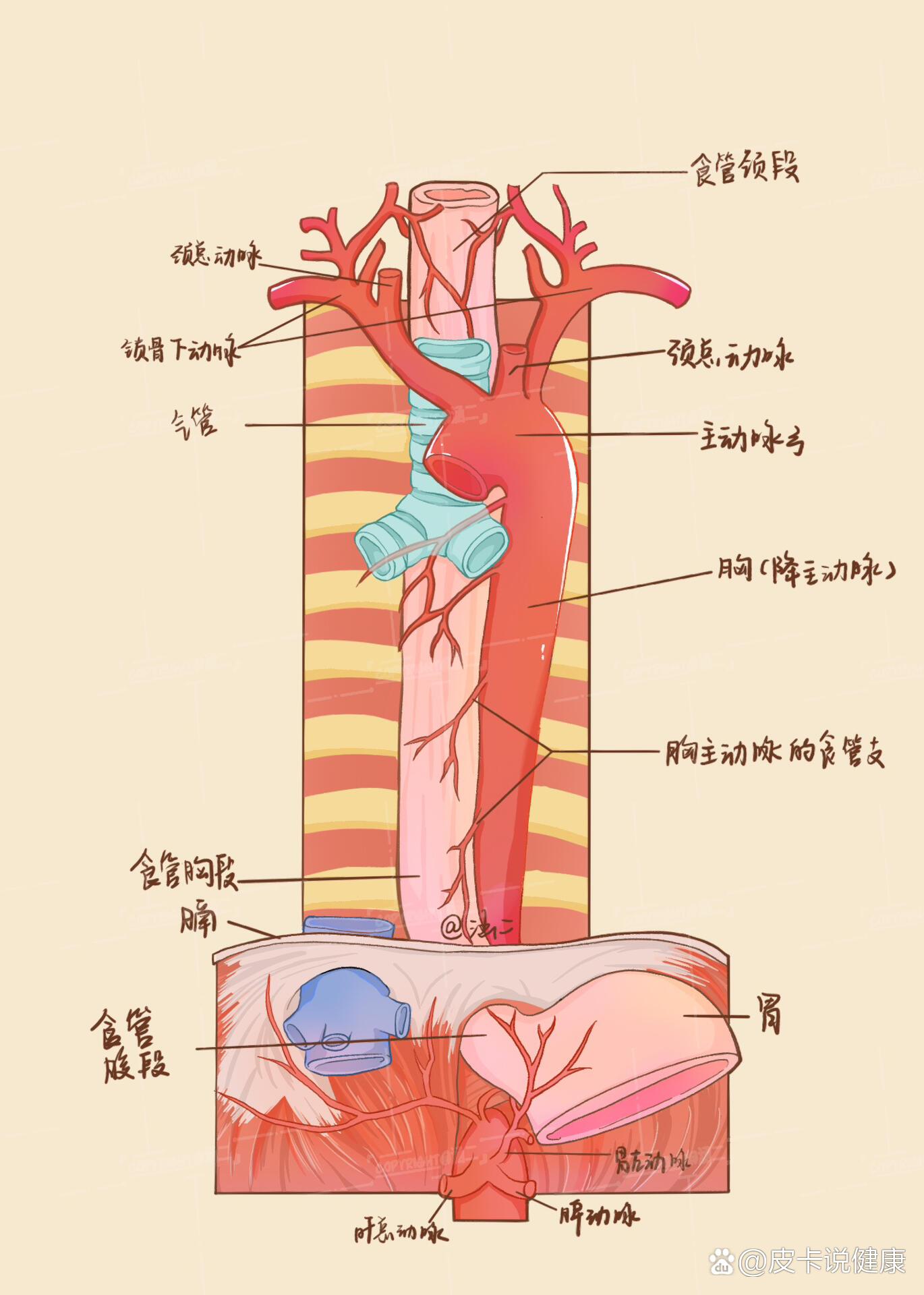 护士学插画|食管的动脉血供