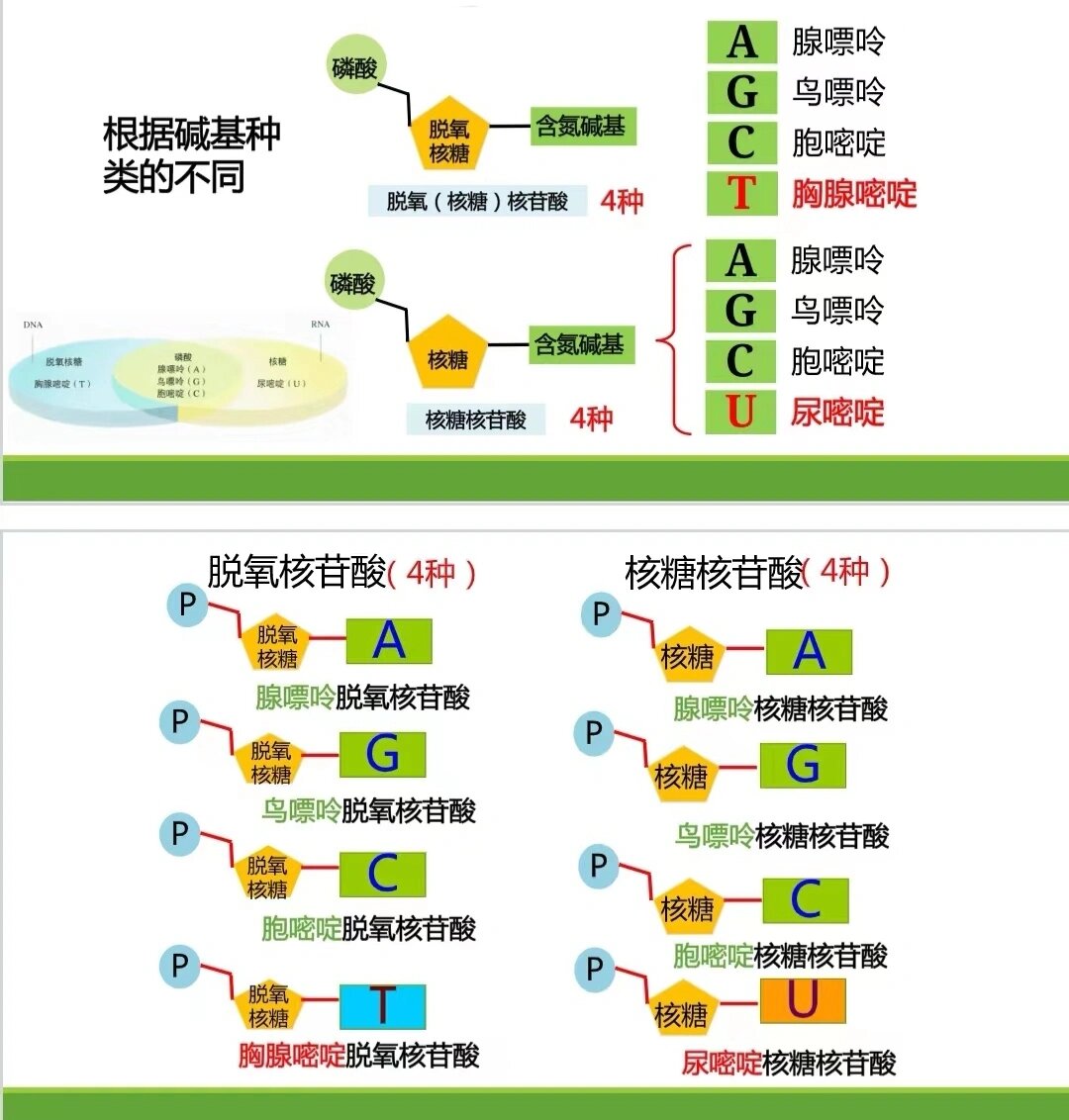 脱氧核苷酸和核糖核苷酸