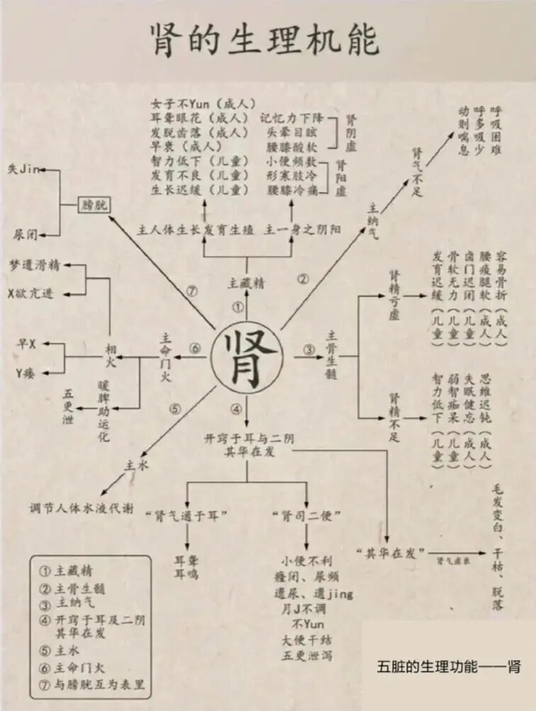 中医肾脏的功能 全网资源