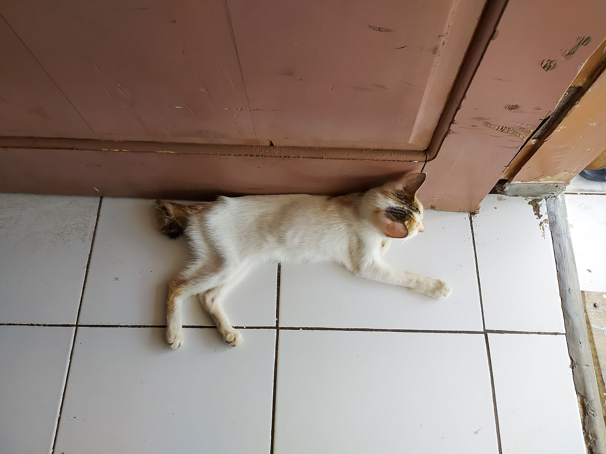 猫咪吃橙子会中毒？揭秘柑橘类水果的三大致命风险