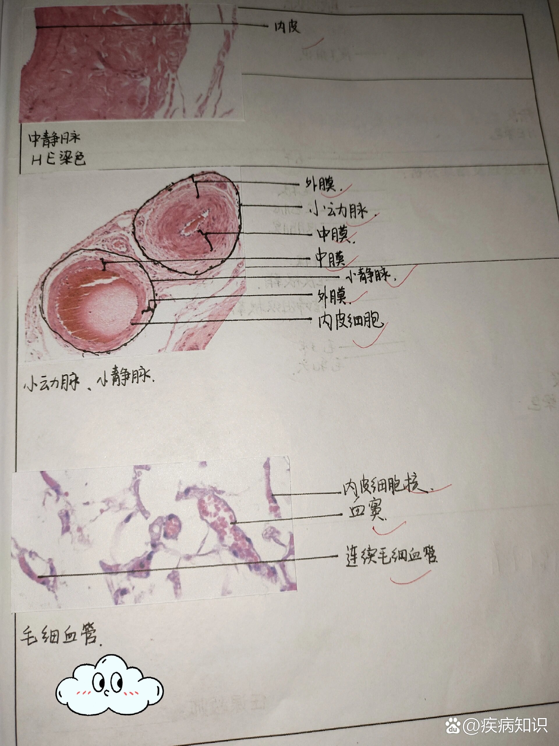 四大组织切片图图片