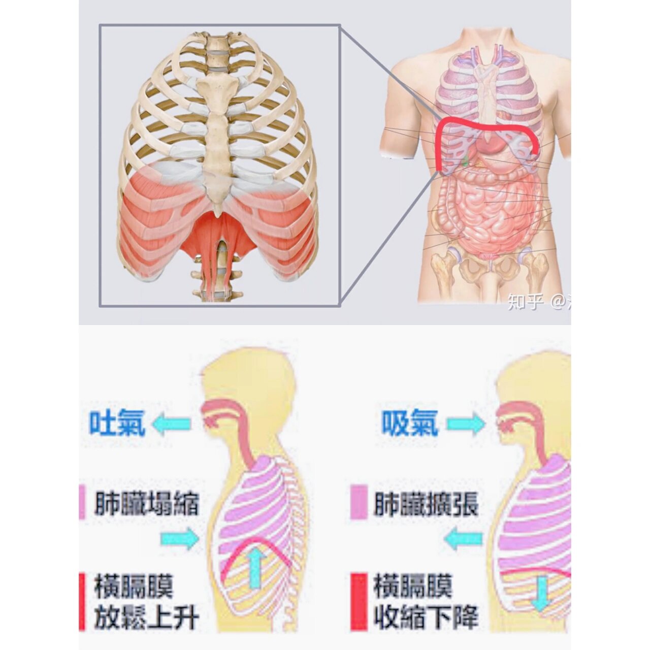 膈膜 位置图图片