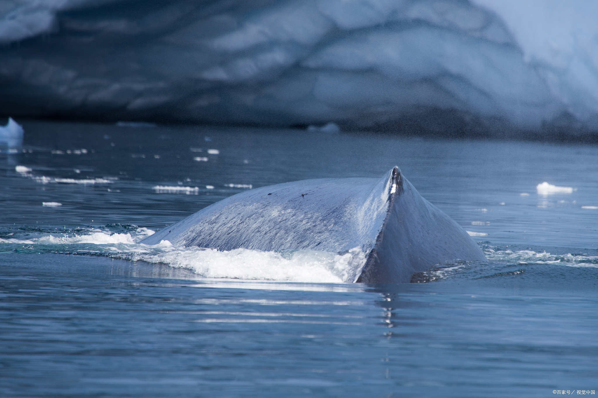 鲸鱼肉（Muktuk）：一种独特的北极美食