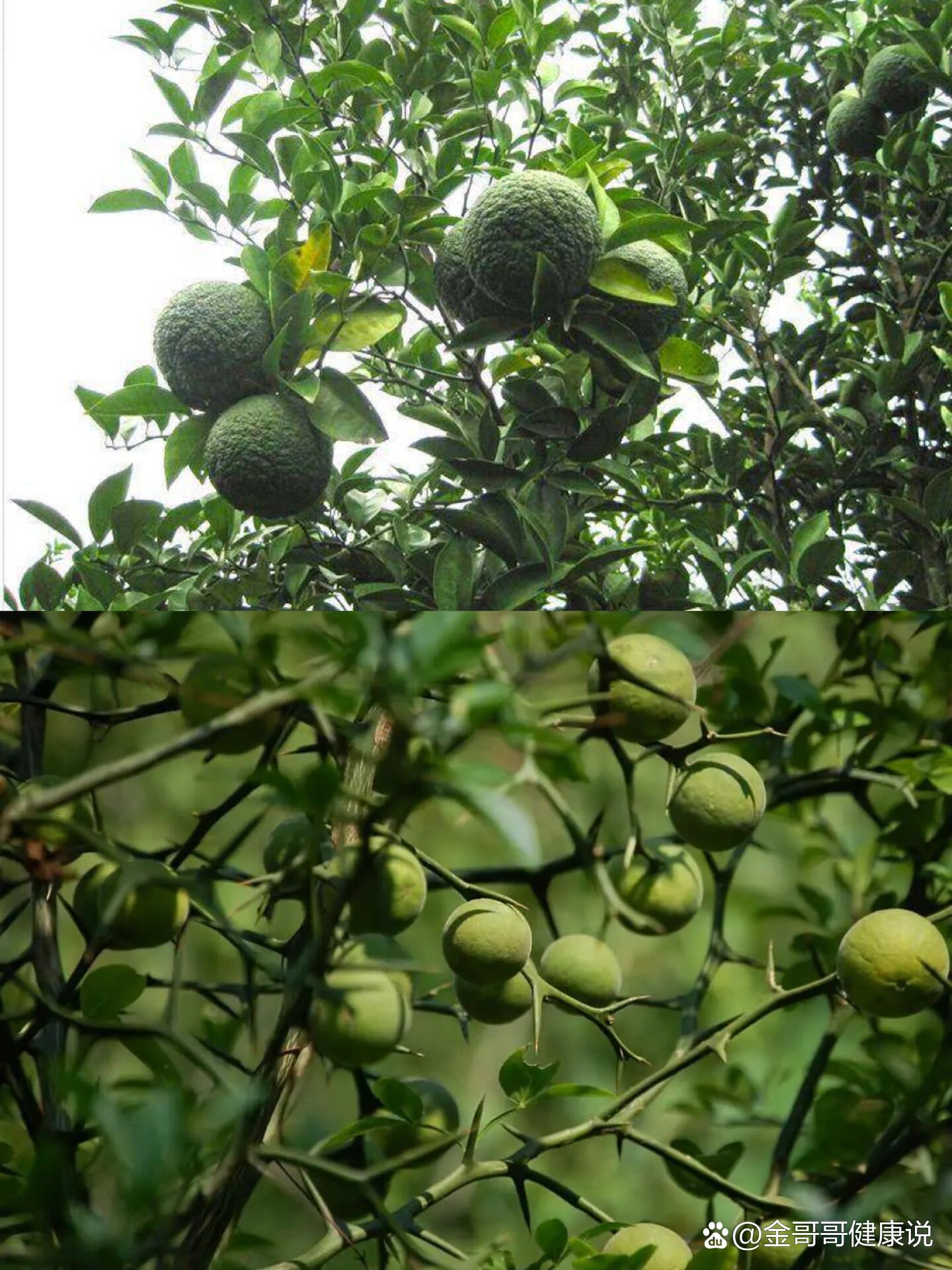 第42期:每天了解一味中草药|枳壳