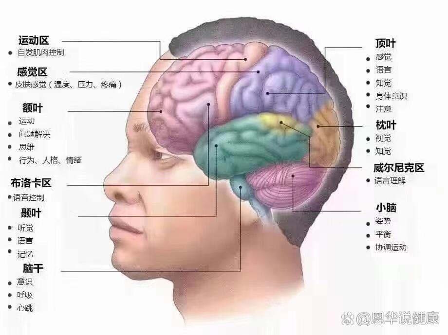 大脑皮质的功能定位图图片