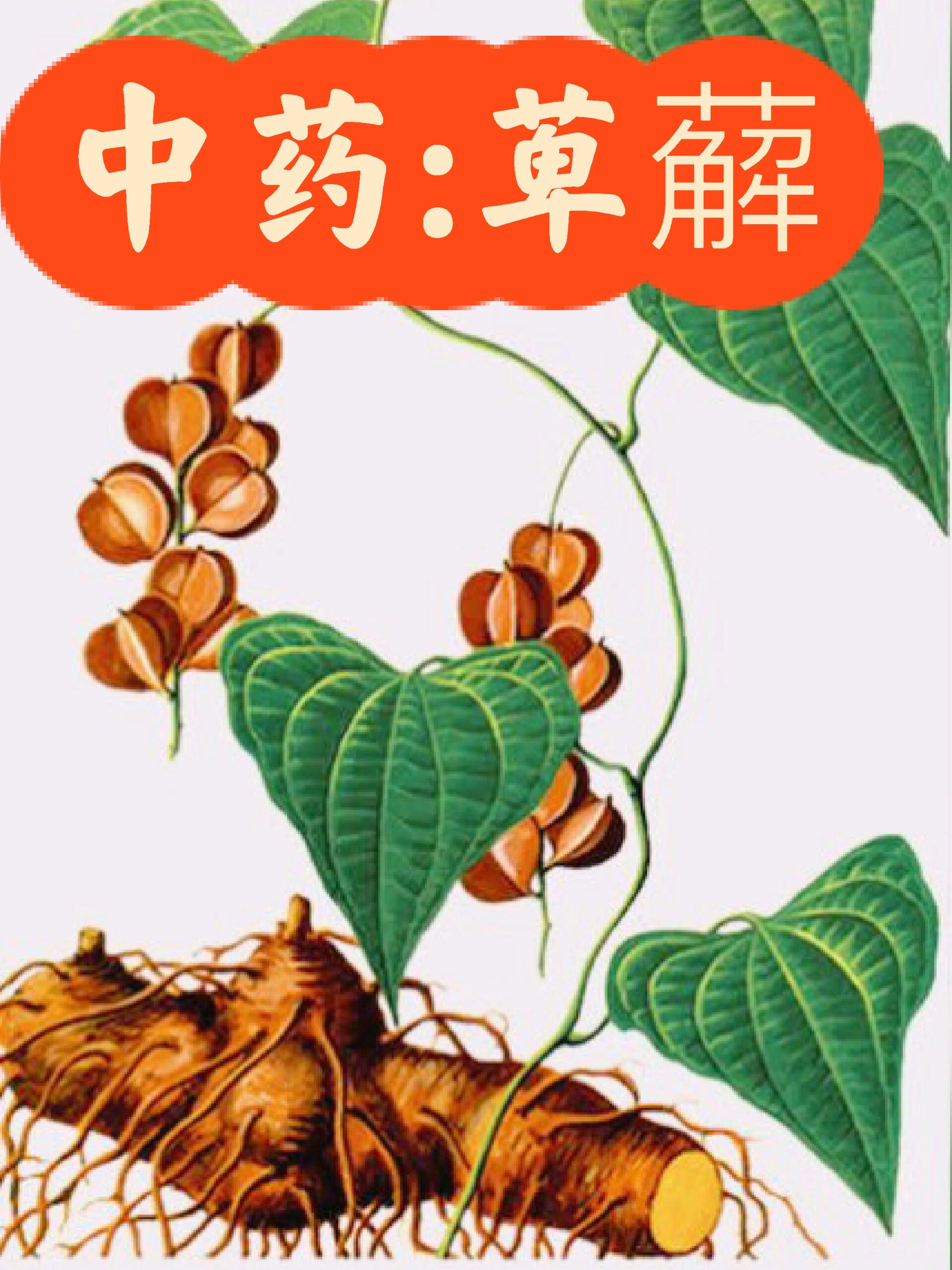 中药萆薢,你知道怎么读吗?