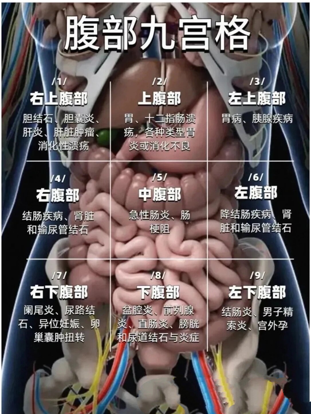 一张图了解自己的腹部结构,布局清晰,一目了然
