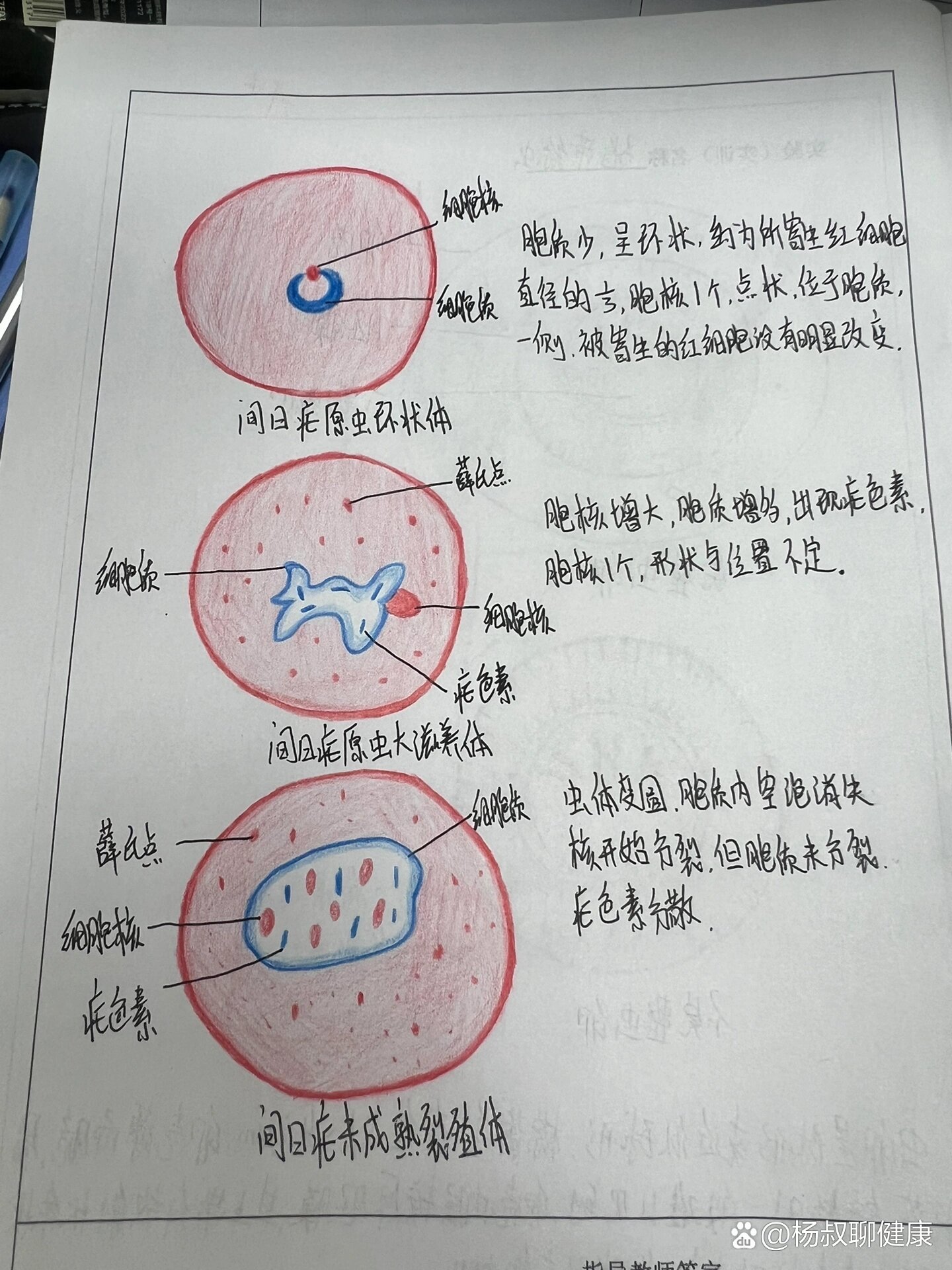 恶性疟原虫铅笔手绘图图片