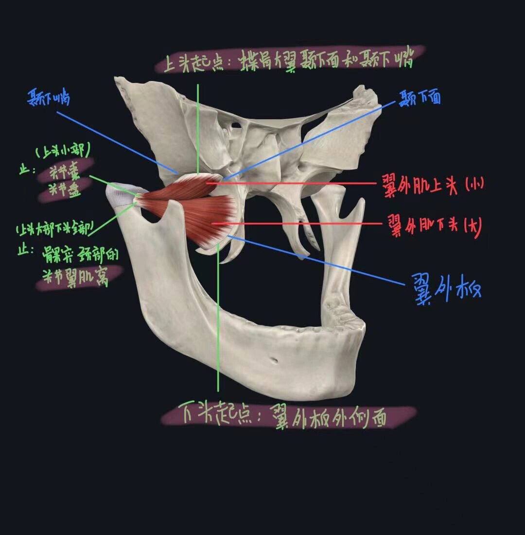 翼下颌韧带图片图片