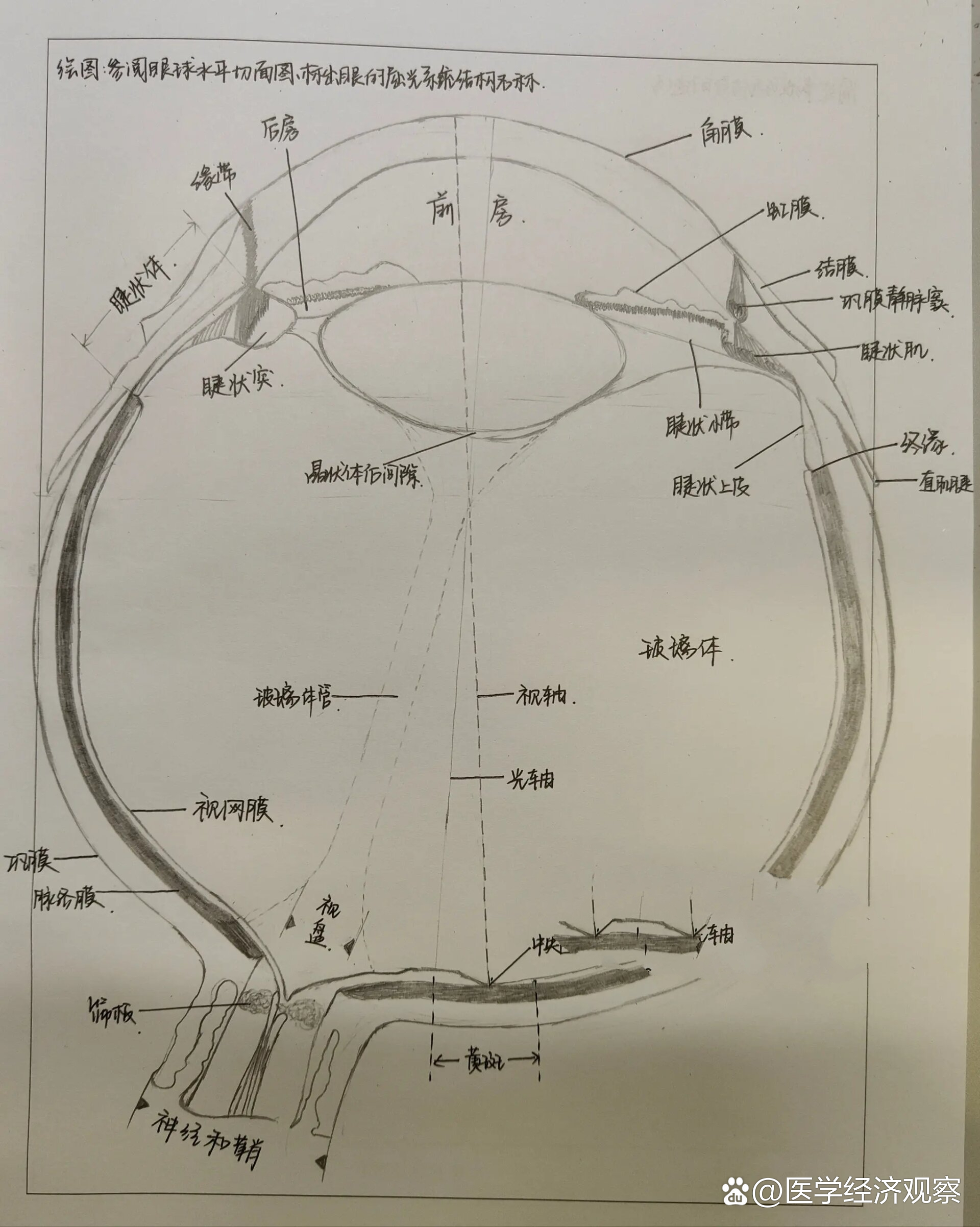 眼球平面图绘画图片