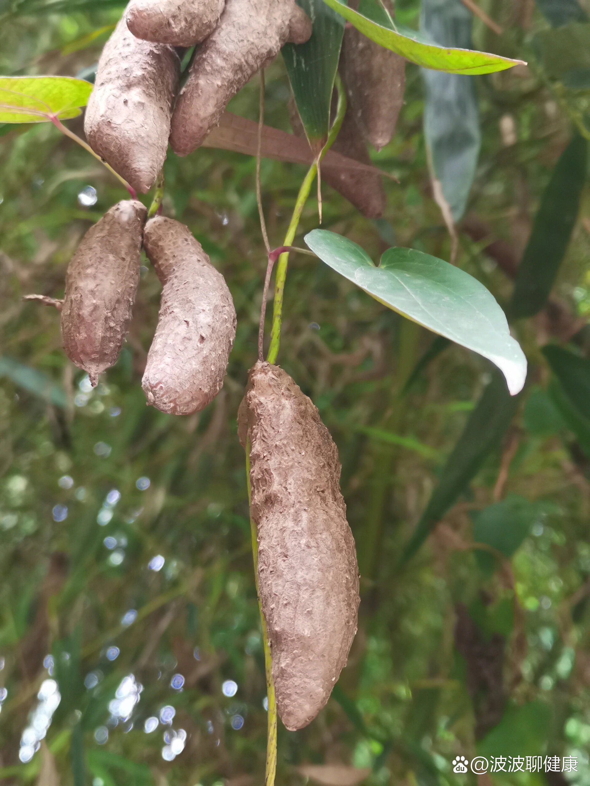 顽强的薯蓣