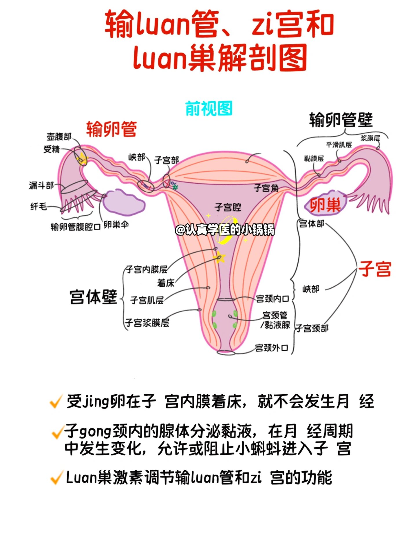 输卵管形状介绍图图片