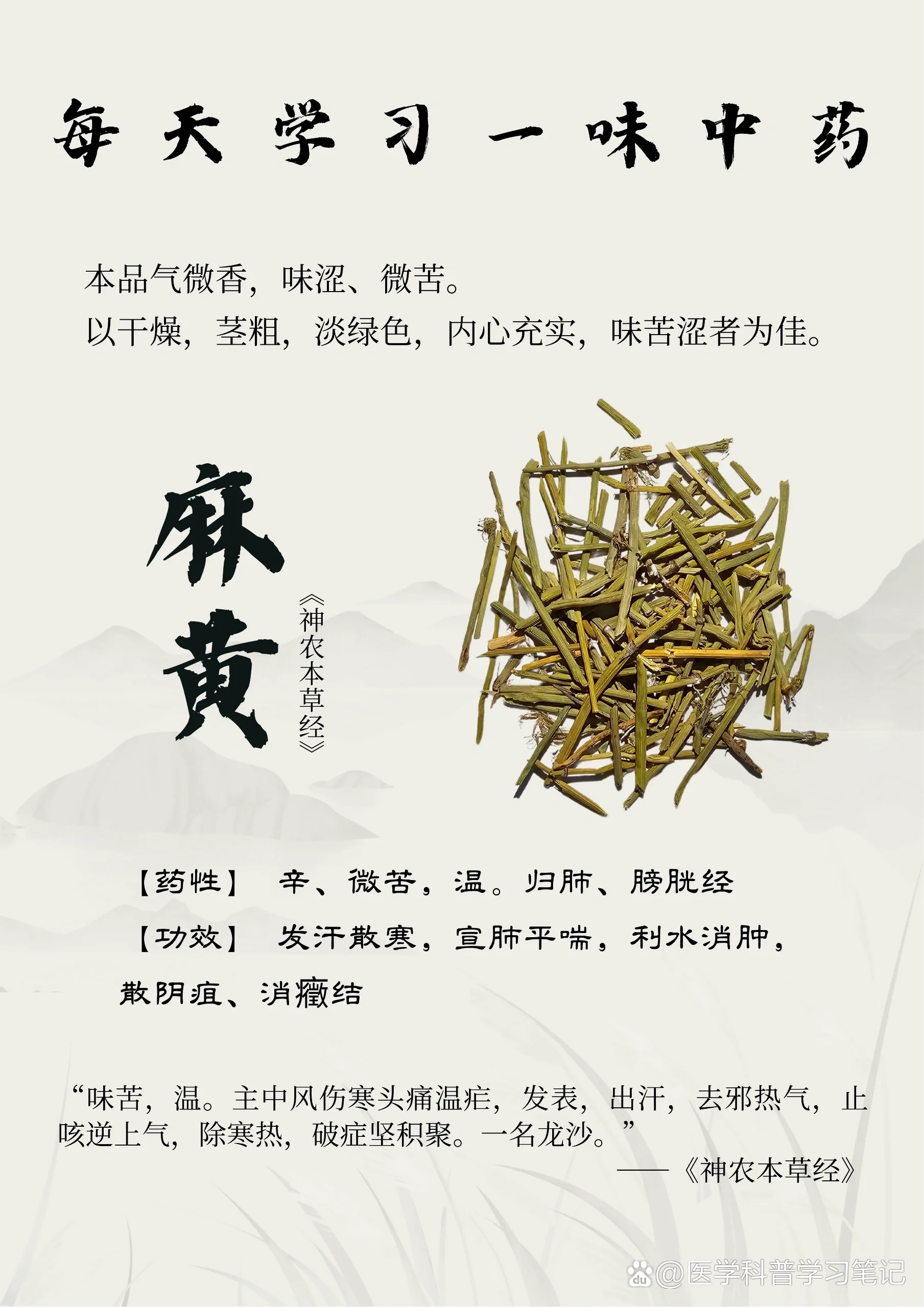 木麻黄树叶药用价值图片