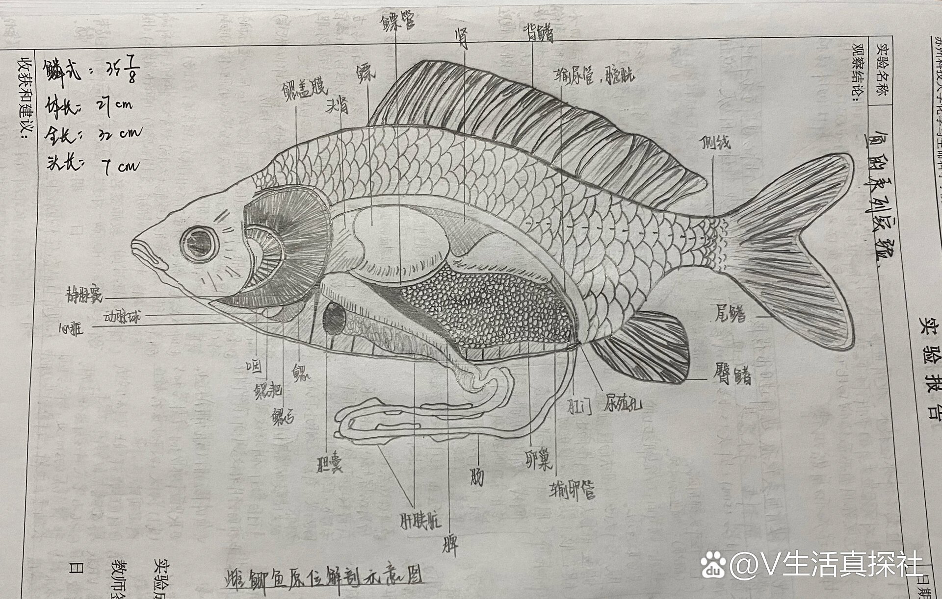 鲫鱼头部解剖图图片