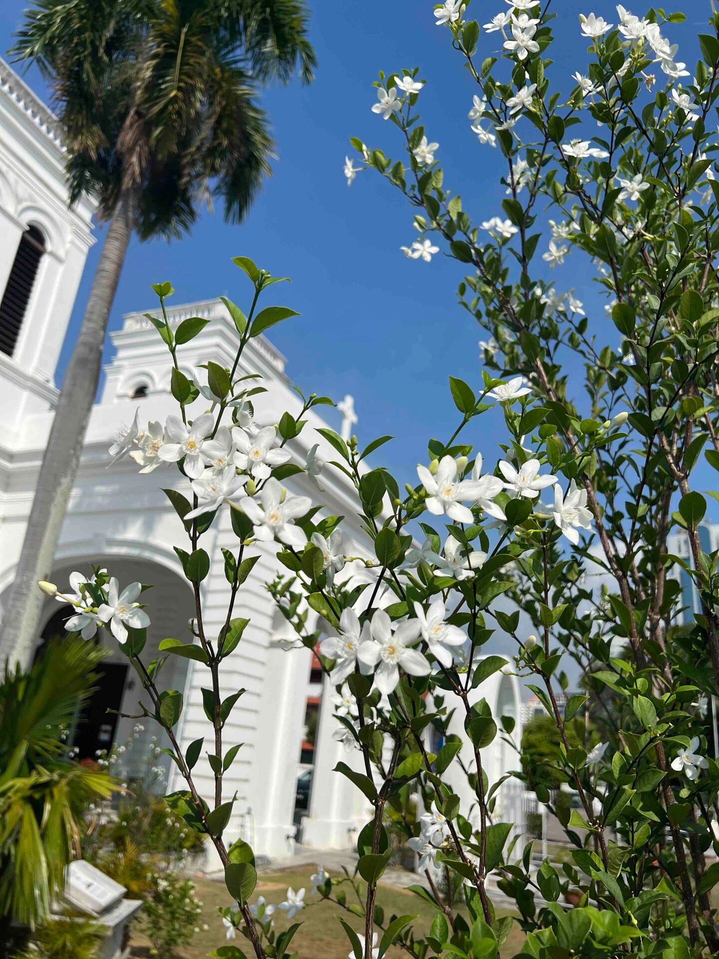 夹竹桃科倒吊笔,一身的功效不容小视哦