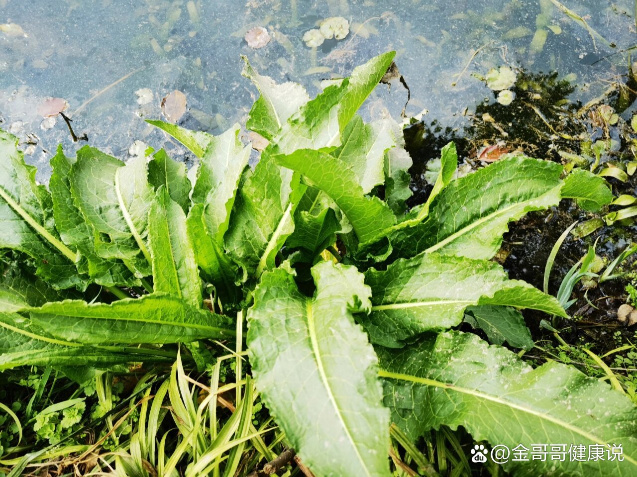 羊蹄(土大黄,牛舌头,野菠菜,羊蹄叶)